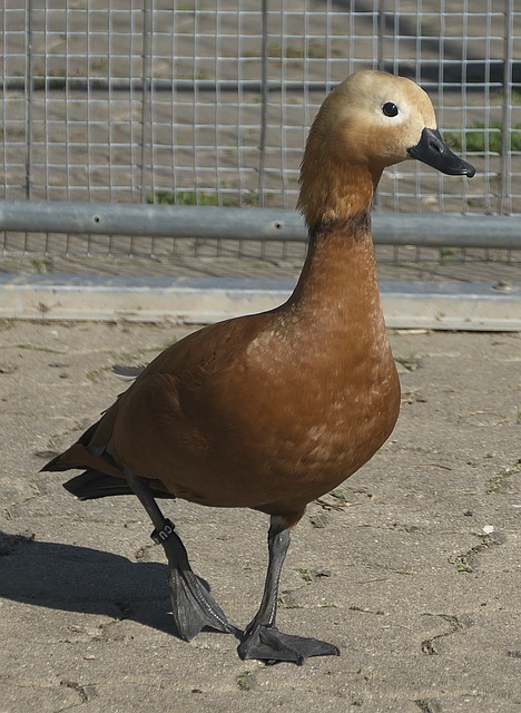 而库明加也